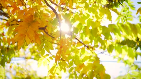 Autumn leaves shine through the sun. Golden yellow tree in the park closeup Stock Footage 200933768