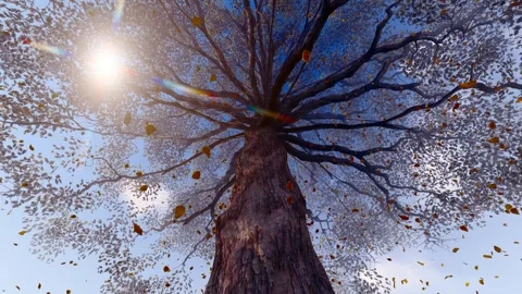 Autumn leaves slowly falling from the trees Video stock 311057285