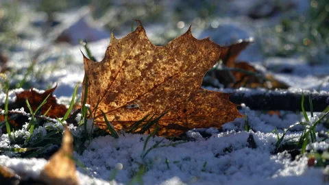 Autumn leaves in the snow. Vidéo 166319610