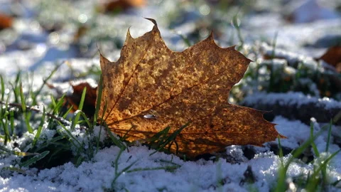 Autumn leaves in the snow. Stock Footage 166319793
