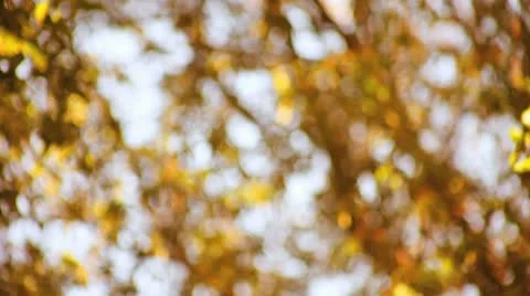 Autumn leaves soft focus Stock Footage 8906597