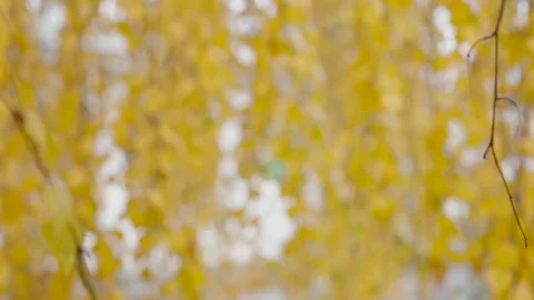 Autumn Leaves in Soft Focus for Warm Backgrounds Stock Footage 263365423
