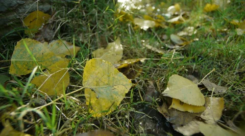Autumn leaves sparkle 스톡 동영상 32206977