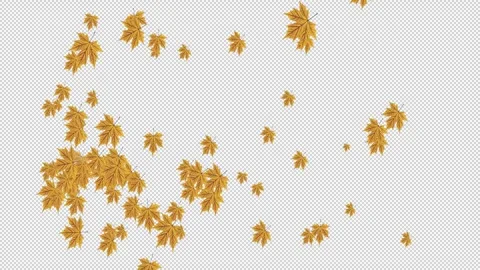 Autumn leaves spreading from the left Video stock 321005503