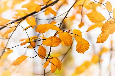 Autumn leaves on a stem Stock Photos