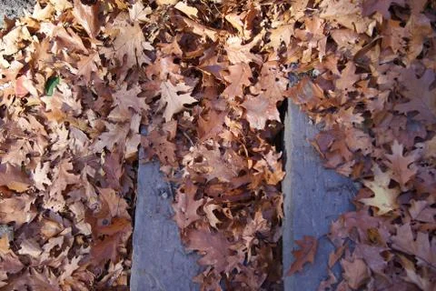 Autumn Leaves on Stone Steps Stock Photos