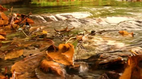 Autumn leaves in a stream Stock Footage 12427841