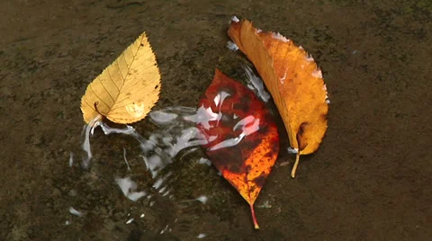 Autumn Leaves in stream 動画素材 32237735