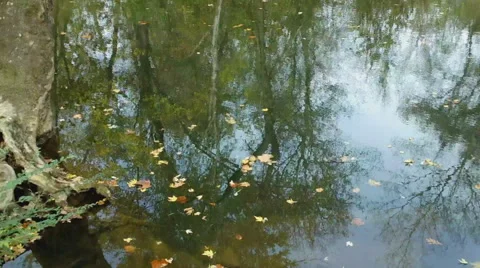 Autumn Leaves in a Stream Stock Footage 43915875