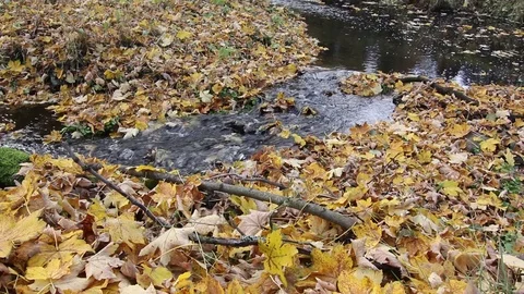 Autumn leaves in the stream Stock Footage