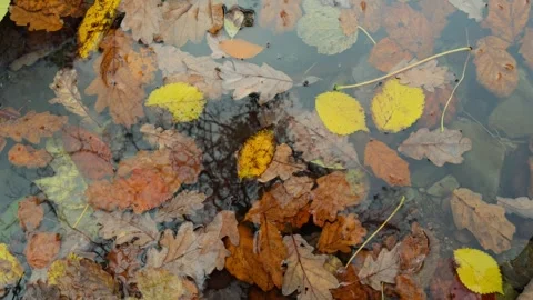 Autumn leaves in a stream. Video stock 291707932