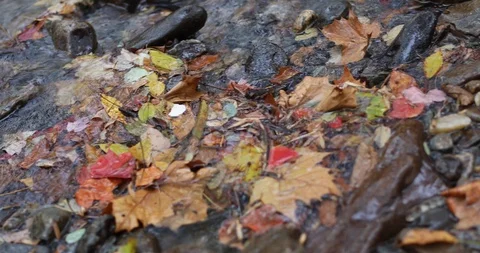 Autumn Leaves in stream raining 動画素材 91066457