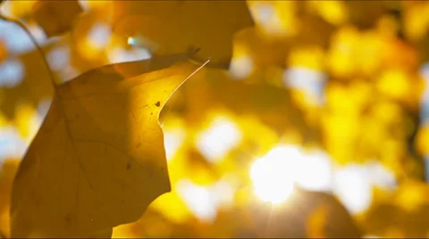 Autumn leaves with sun backlight Stockbeeldmateriaal 33291079
