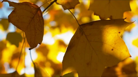 Autumn leaves with sun backlight Stockbeeldmateriaal 33291833