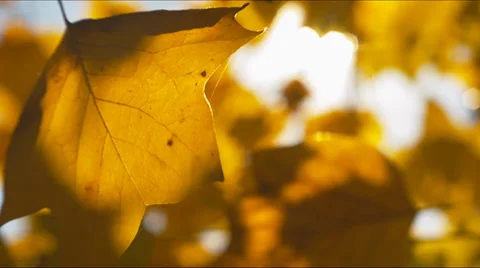 Autumn leaves with sun Stockbeeldmateriaal 33292397