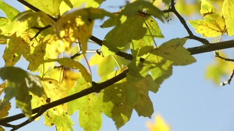 Autumn leaves in the sun Stock Footage 162583804
