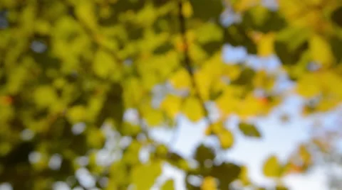 Autumn leaves with sunlight Stock Footage 55101043