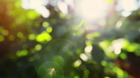 Autumn leaves with sunlight Stock Footage 55101045