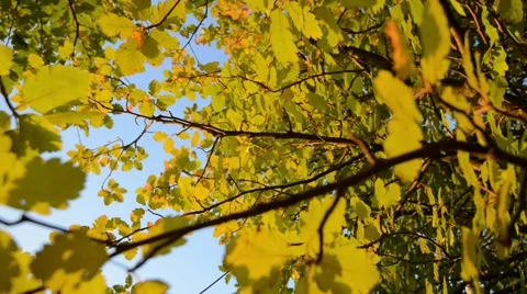 Autumn leaves with sunlight Stock Footage 55101053