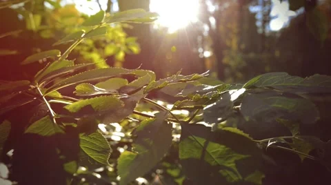Autumn leaves with sunlight Stock Footage 55101068