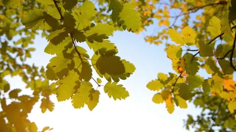 Autumn leaves with sunlight 스톡 동영상 55101082