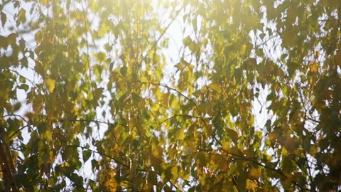 Autumn Leaves in Sunlight Stock Footage 88717425