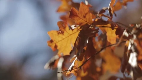 Autumn leaves in sunlight,  rack focus Stock Footage 83350102