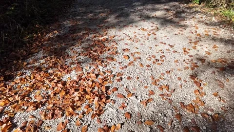 Autumn Leaves on Sunlit Path Stock Footage 289011842