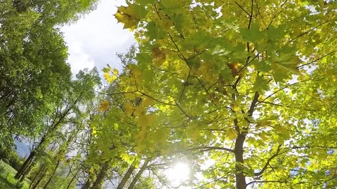 Autumn leaves on a sunny day, note shallow depth of field Stock Footage 80888465