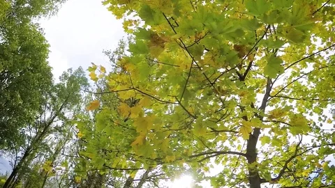 Autumn leaves on a sunny day, note shallow depth of field 動画素材 80888480