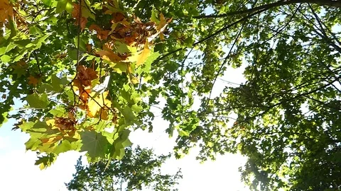 Autumn leaves on a sunny day, note shallow depth of field Stock Footage 80888654