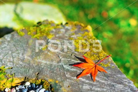 Autumn leaves with sunshine around Arashiyama, Japan. Stock Photos