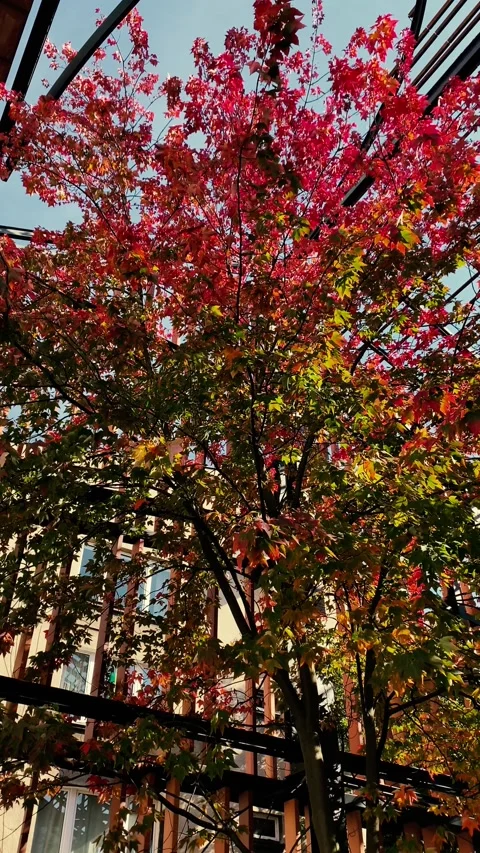 Autumn leaves surrounded by architecture. Vertical video. Stock Footage 218446693