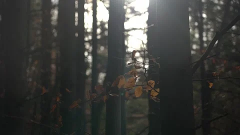 Autumn leaves sway in sunlight among tall trees in the forest Stock Footage 329057058