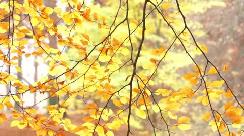 Autumn leaves on swaying branches Stock Footage