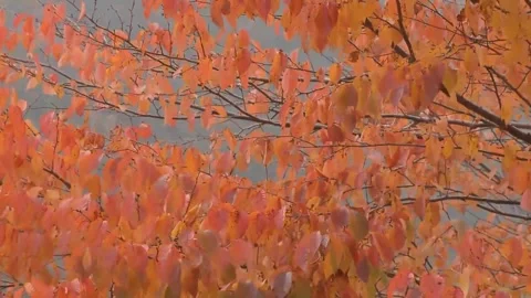 Autumn Leaves Swaying in Wind Stock Footage 346196267
