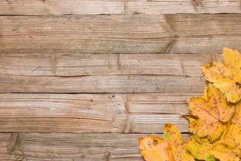 Autumn leaves on a table Stock Photos