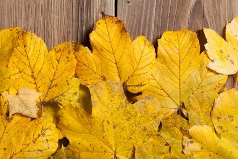 Autumn leaves on table Foto stock