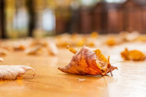 Autumn leaves on the table Stock Photos