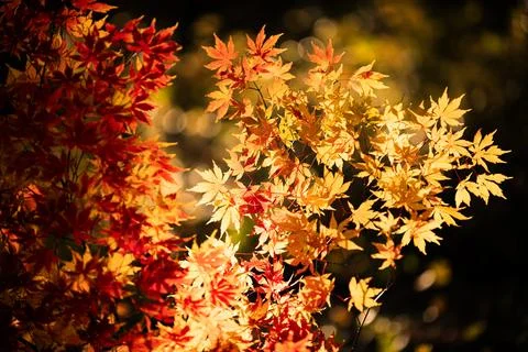 Autumn leaves, top view pattern. Autumn leaves, colorful foliage carpet. Au.. 스톡 사진
