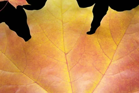 Autumn Leaves Transition Stock Footage 10870534