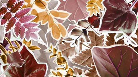 Autumn Leaves Transition 스톡 동영상 247462998