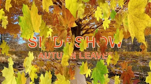 Autumn Leaves Transitions - Slideshow  After Effects	Stock
