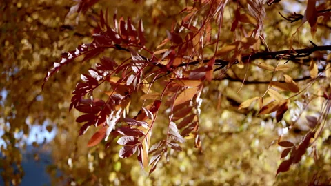 Autumn leaves on a tree in 4k Stock Footage 159065074