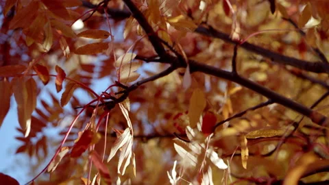 Autumn leaves on a tree in 4k mid size Stock Footage 159079122