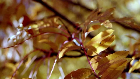 Autumn leaves on a tree in 4k tilt through Video stock 159070341