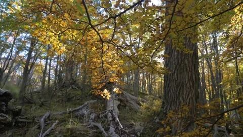 Autumn leaves on a tree in an ancestral forest in Patagonia, Chile Stock Footage 237016583