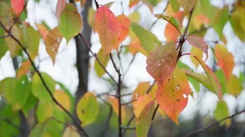 Autumn leaves on tree branches. Orange, yellow, red leaf. Stock Footage 252138203