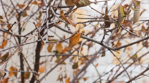 Autumn leaves on a tree fall. dry tree branches 스톡 동영상 119392698