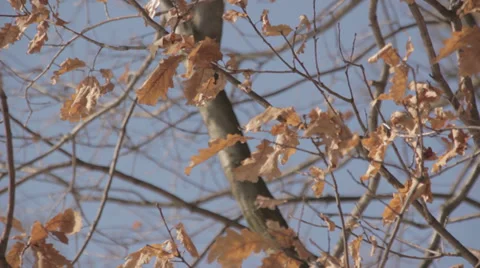 Autumn leaves on a tree Stock Footage 33752395